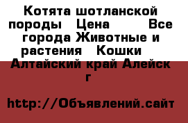 Котята шотланской породы › Цена ­ 40 - Все города Животные и растения » Кошки   . Алтайский край,Алейск г.